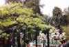 The Forbidden City Garden (68,342 bytes)