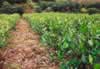 Farm growing Tea Leaves (57,557 bytes)